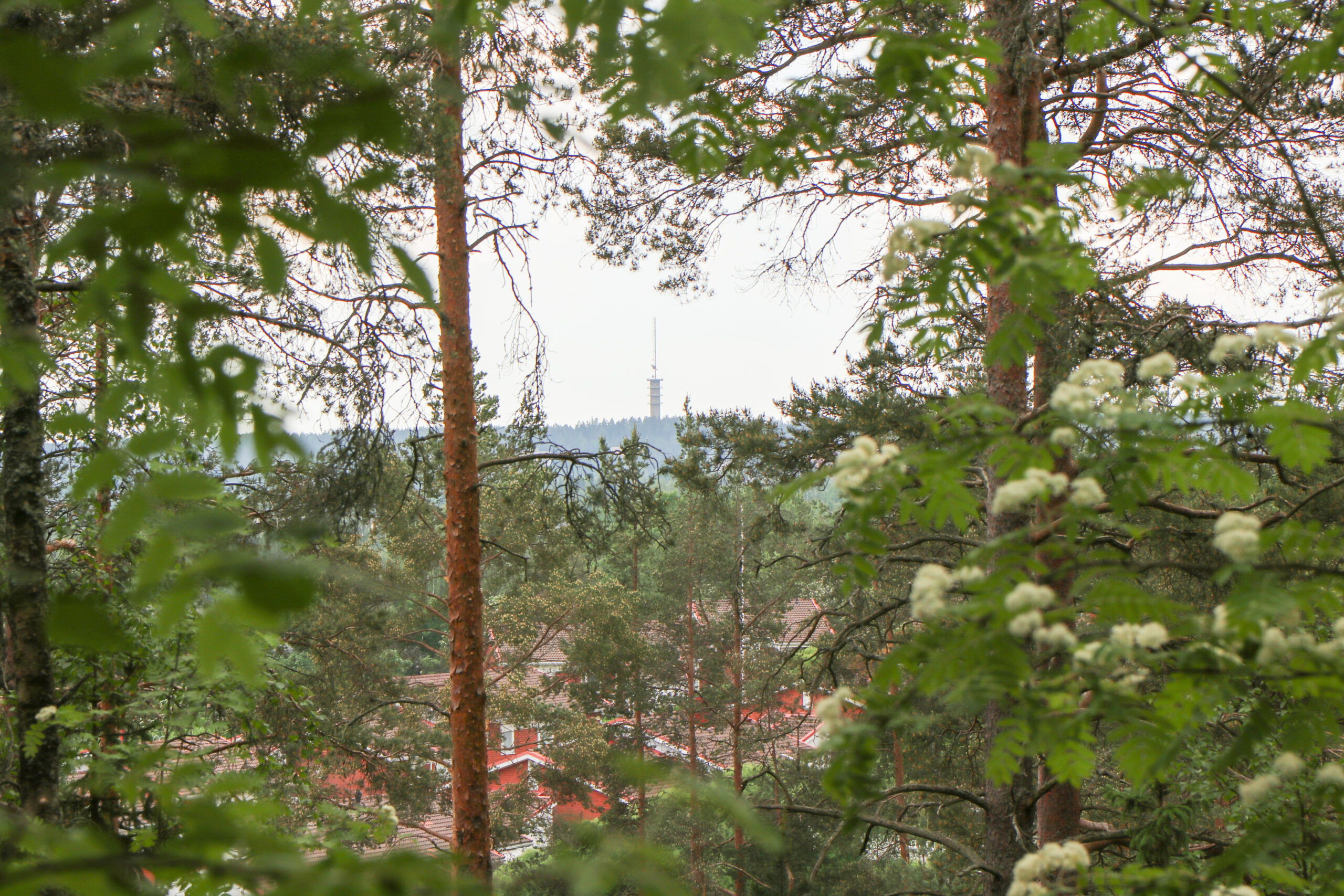 Ylöjärvi ratkoo kaupunkivihreän haasteita osana ympäristöministeriön haastekimpputyötä